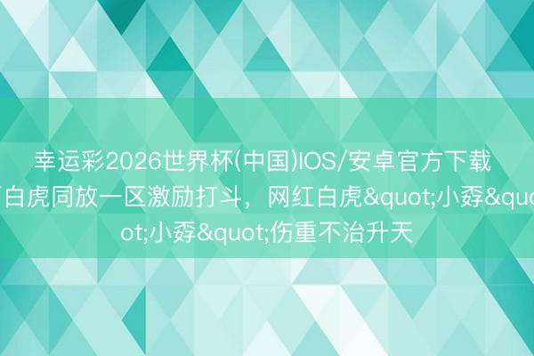 幸运彩2026世界杯(中国)IOS/安卓官方下载 饲养员违纪将两白虎同放一区激励打斗，网红白虎"小孬"伤重不治升天